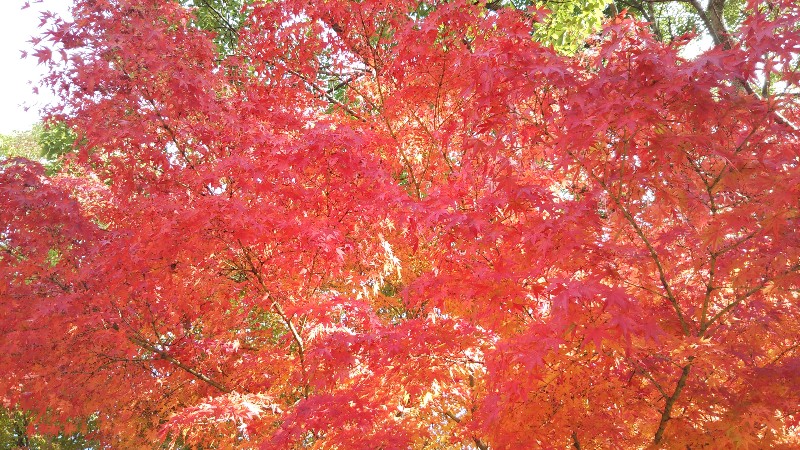 亀山公園紅葉