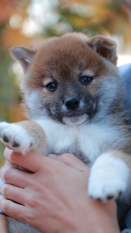 その後 柴犬を見に行く