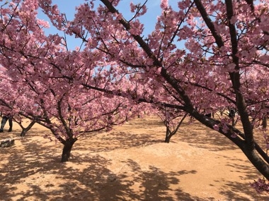 河津桜🌸