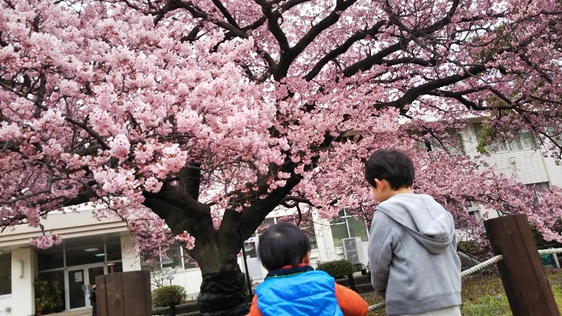 キレイな花に癒されつつ…