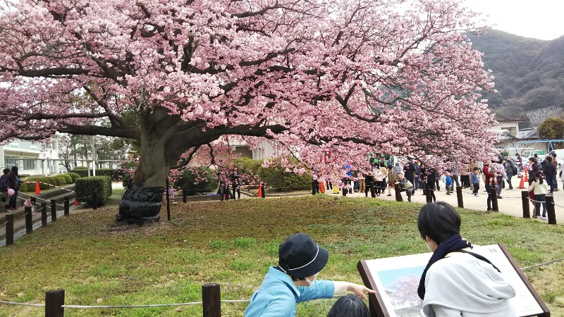 蓬莱桜