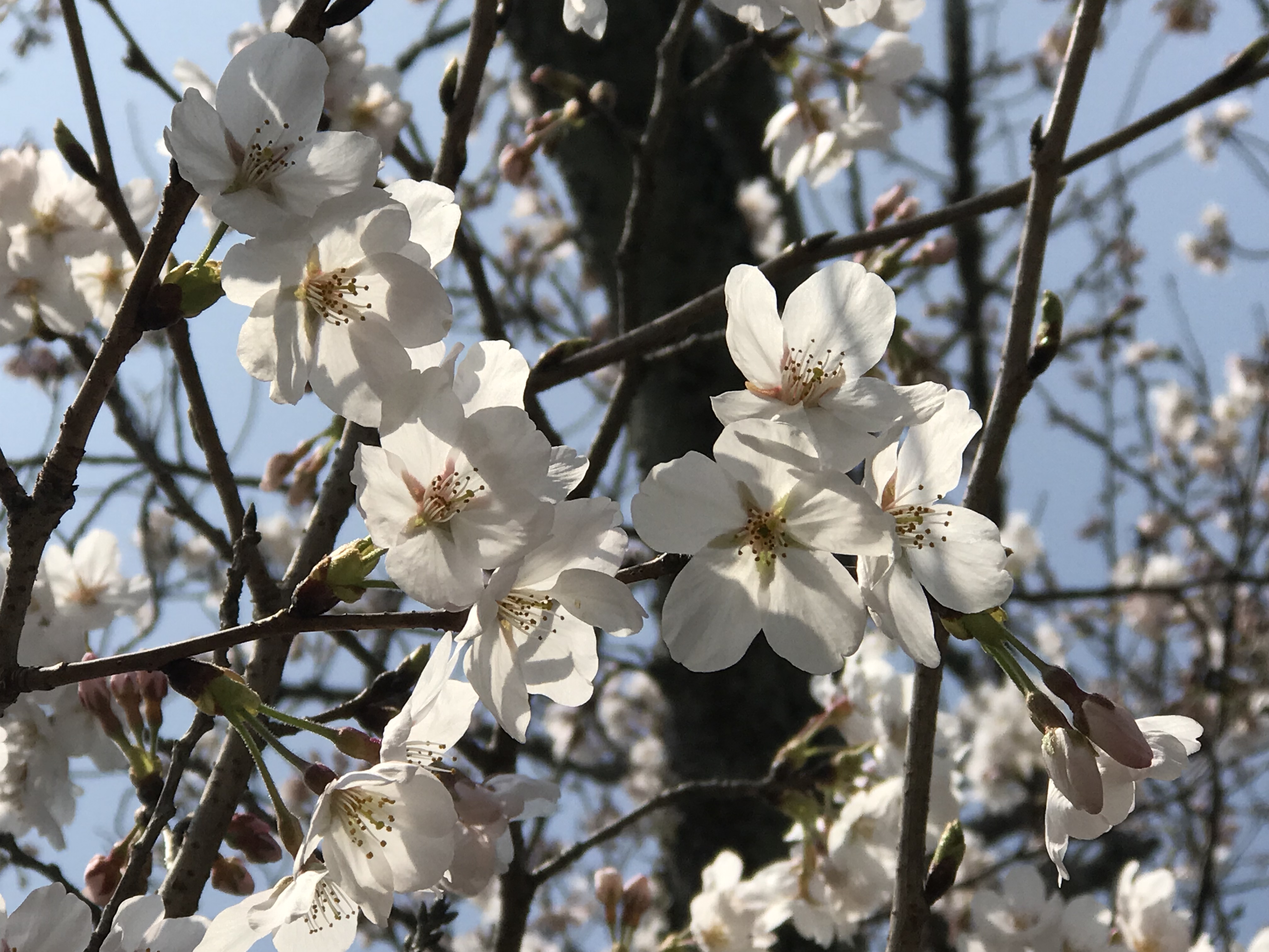 山口市 桜めぐり