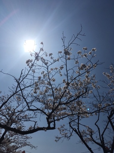 忠霊塔の桜🌸