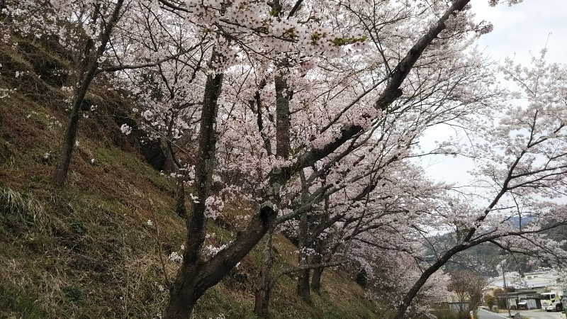 近くの櫻木神社へも