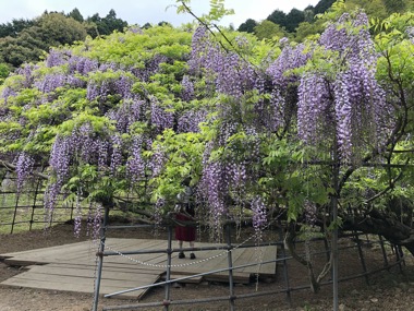 お花見日和