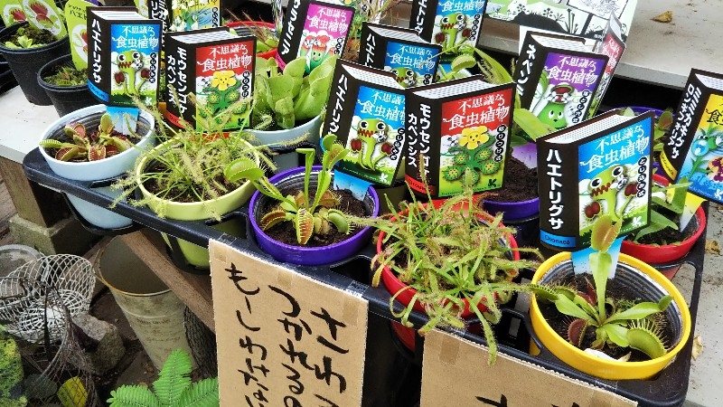 店内には珍しい植物