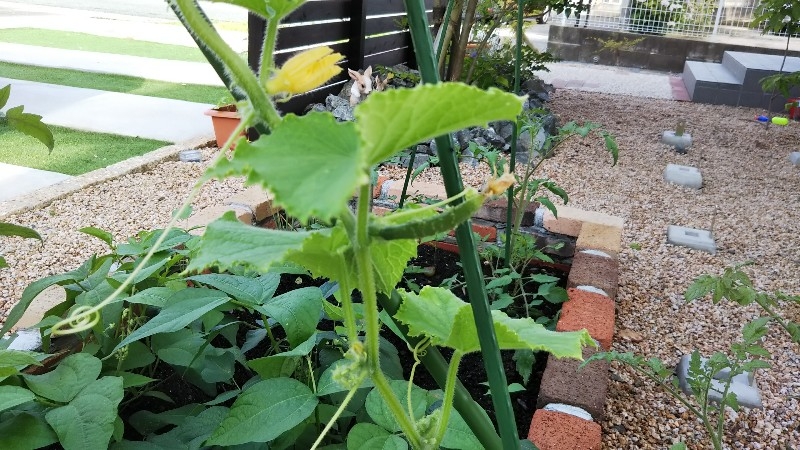 家庭菜園では…🍅