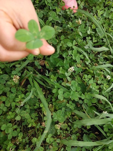 幸せの🍀