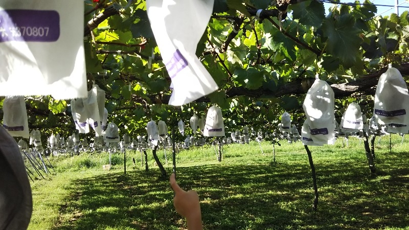 本日はブドウ🍇狩りへ