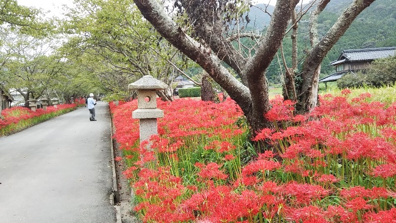 彼岸花で有名らしい❗️