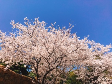 桜咲く