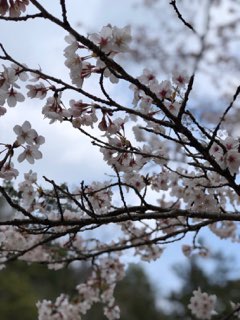 寒波の中の花見BBQ