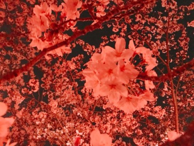 夜桜