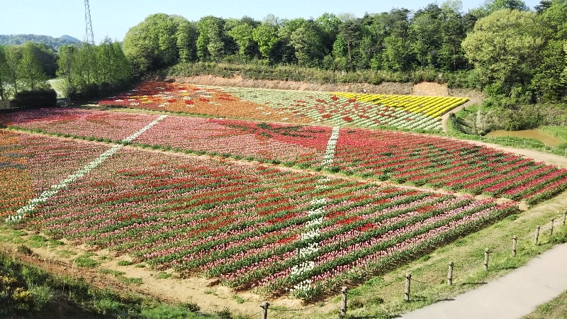 世羅高原